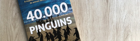 40.000 pinguins