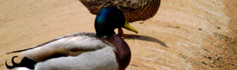 mallard couple