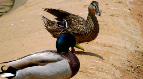 mallard couple