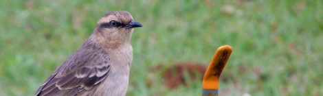 Sabiá do campo