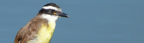 Pitangus sulphuratus