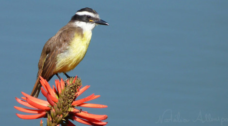 Pitangus sulphuratus