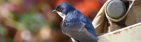 pygochelidon cyanoleuca