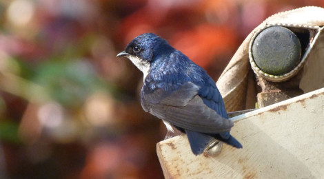 pygochelidon cyanoleuca