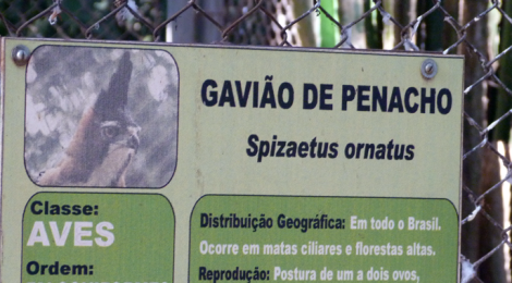 gaviao de penacho