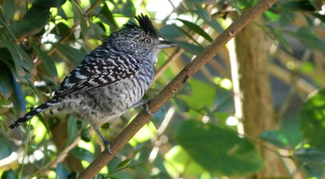 Thamnophilus doliatus