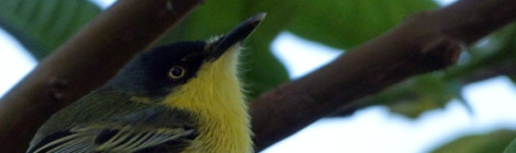 todirostrum cinereum