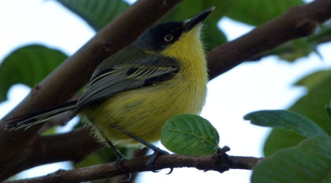 todirostrum cinereum