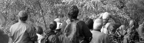 birdwatchers