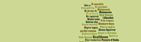 passer domesticus popular names