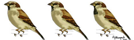 pardal macho