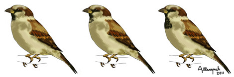 pardal macho
