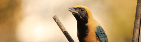 tangara cayana