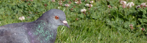 columba livia
