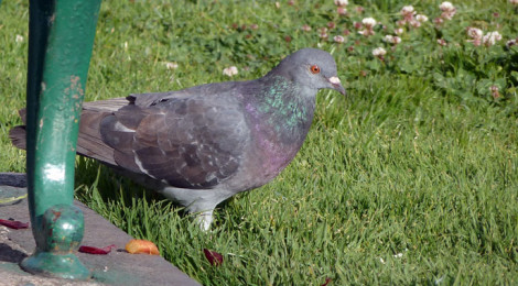 columba livia