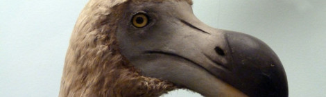 Dodô Raphus cucullatus