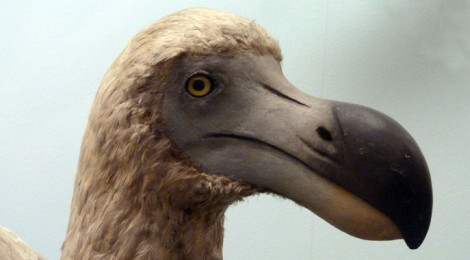 Dodô Raphus cucullatus