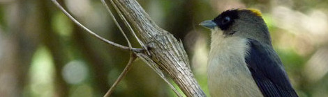 lanio melanops