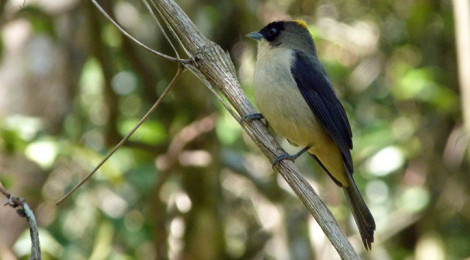 lanio melanops