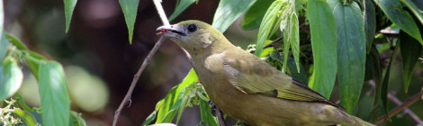 tangara palmarum