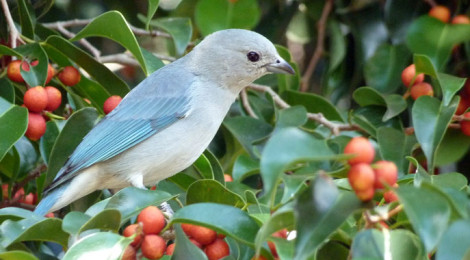 tangara sayaca