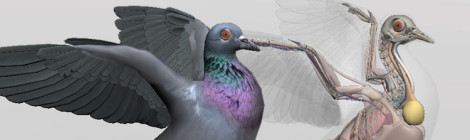 bird anatomy