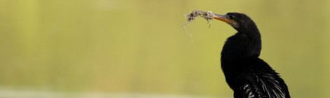 Biguatinga macho