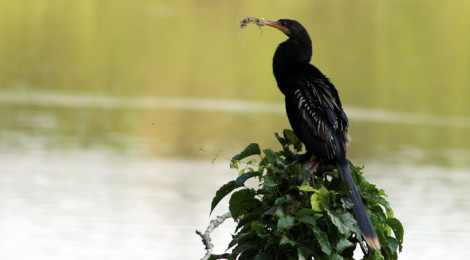 Biguatinga macho