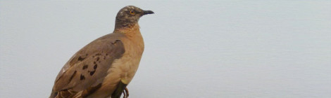 pombo passageiro