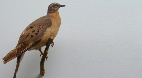 pombo passageiro