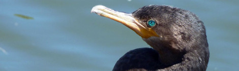 Biguá