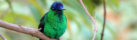 Beija-flor-de-fronte-violeta