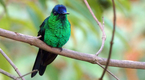 Beija-flor-de-fronte-violeta