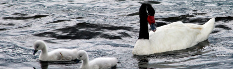 Cisne de pescoço negro
