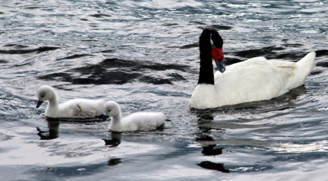 Cisne de pescoço negro