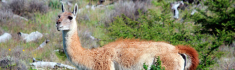 guanaco