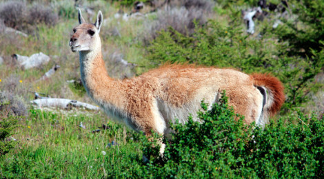 guanaco
