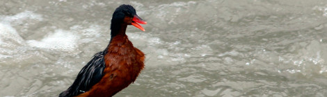 Pato de corrente