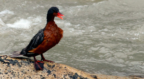 Pato de corrente