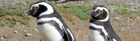 pinguim de magalhães