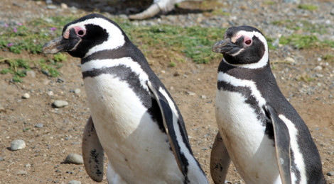 pinguim de magalhães