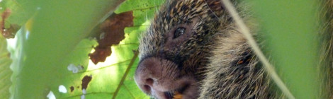 Ouriço-cacheiro (Coendou prehensilis)
