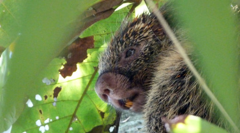 Ouriço-cacheiro (Coendou prehensilis)