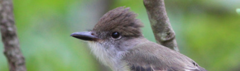 aves da ufscar