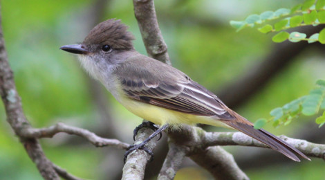 aves da ufscar