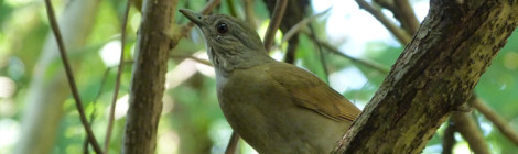 sabiá barranco