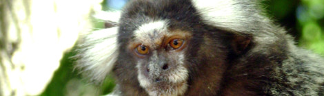 sagui de tufo branco