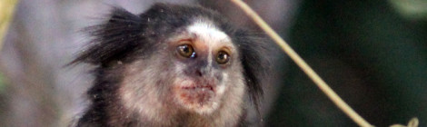 sagui de tufo preto