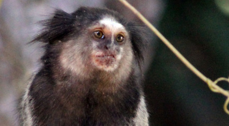 sagui de tufo preto