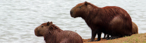 capivara